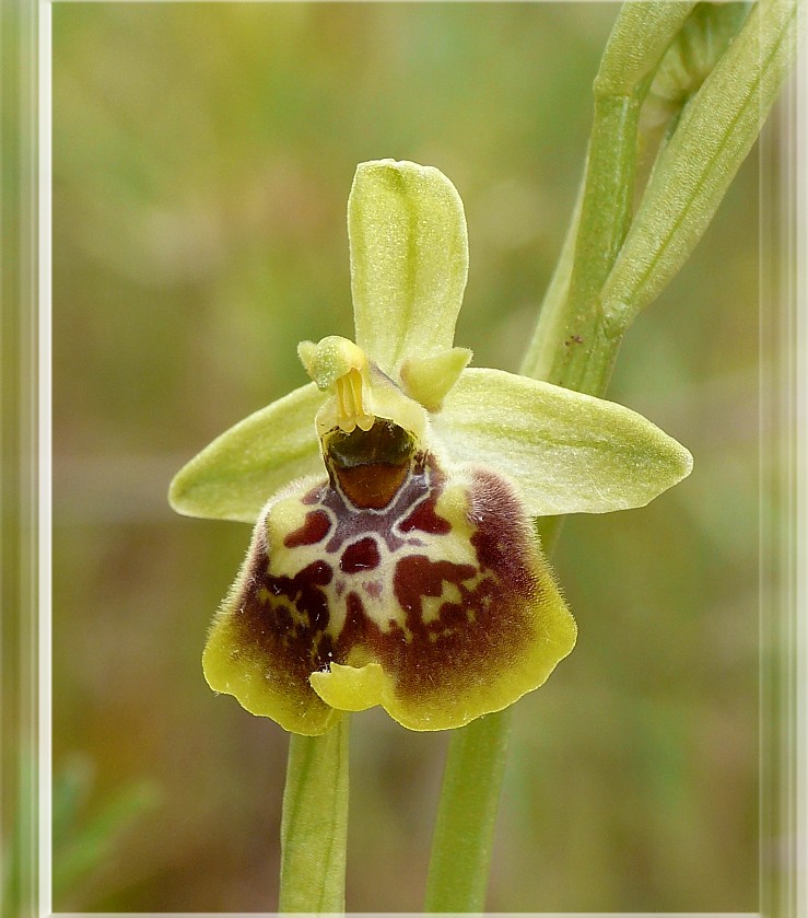 Popolazione ibridogena tra Ophrys lacaitae e Ophrys gracilis